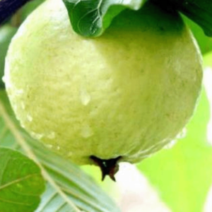 ☘️4 টি গাছের মূল্য ১২৯৯ /- টাকা