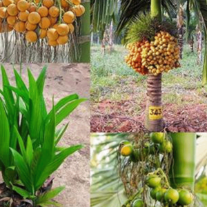 ☘️৩ টি নারিকেল চারা কিনলেই ৫ টি বারমাসি হাইব্রিড সুপারি চারা ফ্রী