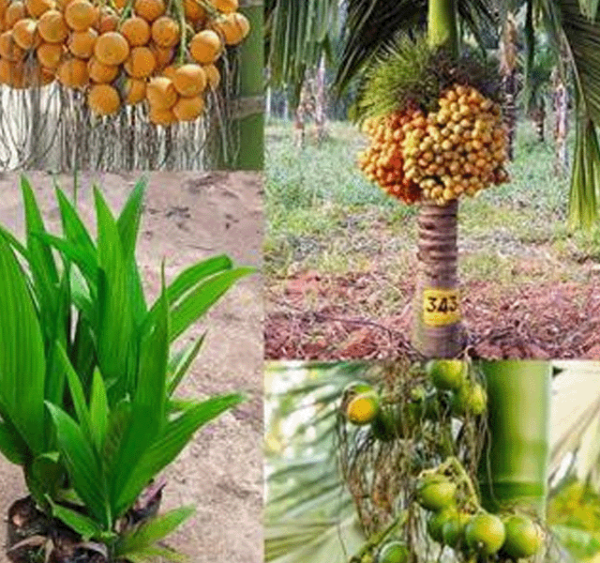 ☘️৩ টি নারিকেল চারা কিনলেই ৫ টি বারমাসি হাইব্রিড সুপারি চারা ফ্রী