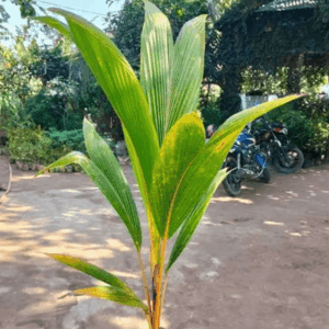 ২ টি নারিকেল চারা কিনলেই ৫ টি বারমাসি হাইব্রিড সুপারি চারা ফ্রী পেয়ে যাবেন